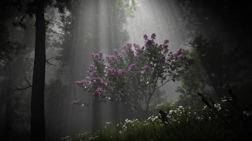 "Lilac" By Franck Doassans