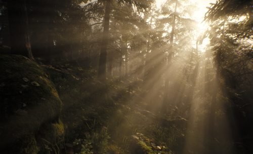 Elderbloom by Danny Gordon