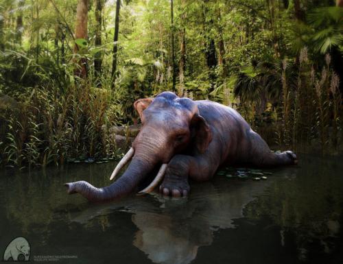 "Indian Elephant Resting" By Alessandro Mastronardi
