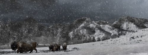 Migrate by Alessandro Mastronardi 