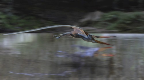 Pteranodon by Alessandro Mastronardi