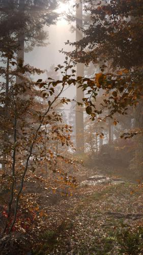 "Misty Forest" By Jan Walter-Schliep