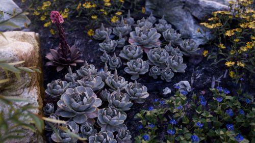 Orostachys by Jan Walter Schliep